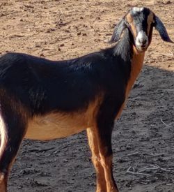 Mini Nubian goats for sale in Colorado